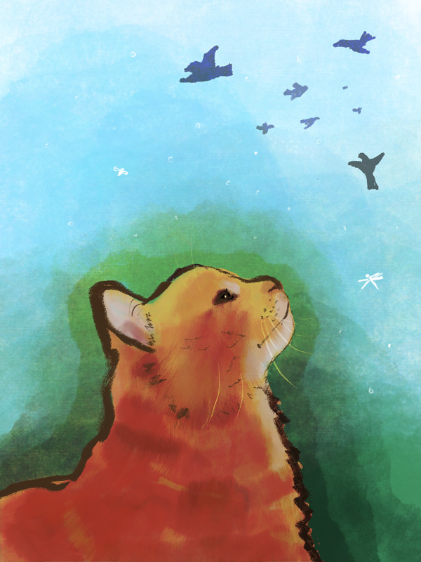 Orange cat looking at sky